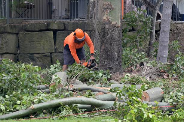  Chisago City, MN Tree Services Pros